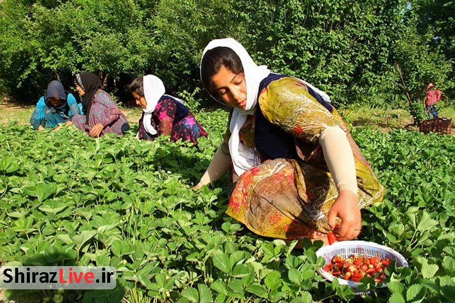فعالیت 23 صندوق حمایت از توسعه بخش کشاورزی در فارس