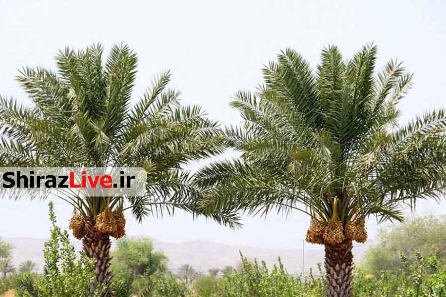 فارس با تولید‌‌‌‌‌ 200 هزار تن محصول قطب تولید‌‌‌‌‌ خرمای کشور