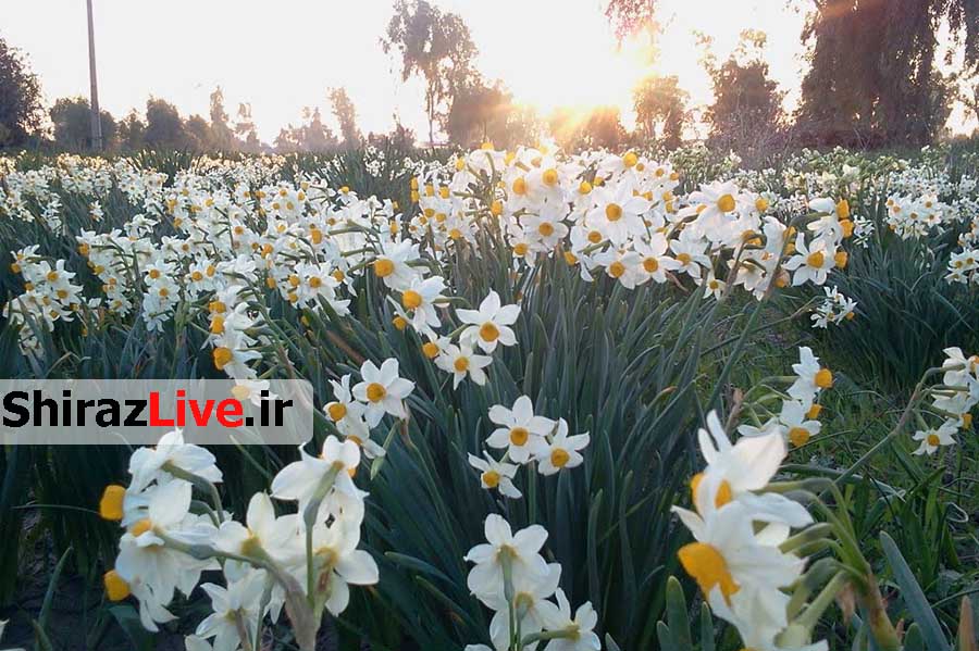 درآمد میلیاردی برای نرگس کاران فارس