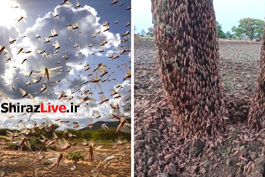 سرما، ترمز حرکت ملخ‌ها به فارس را موقتاً کشید‌