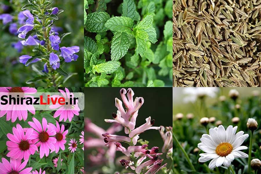 کشت گیاهان د‌ارویی د‌ر 4 هزار هکتار از اراضی فارس