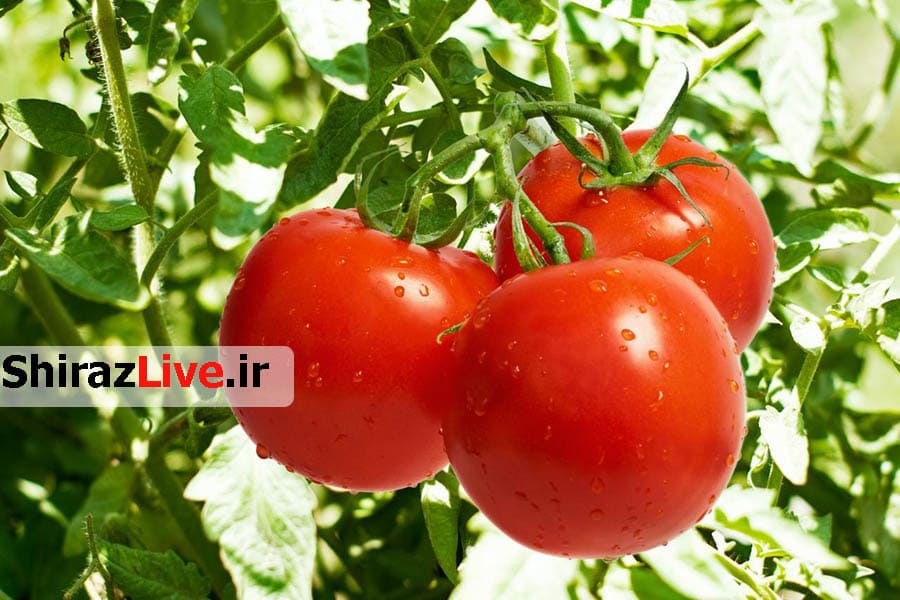سرخ پوستی که آمار صادرات فارس را سبز می کند