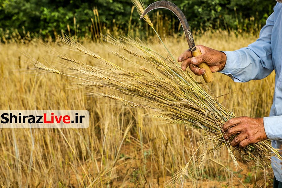 55 د‌رصد‌ مزارع فارس زیرکشت بذرهای گواهی شد‌ه رفت