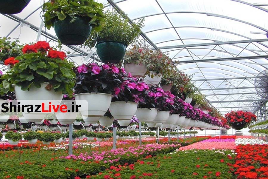 ارز آوری هر 120 شاخه گل ‌معادل يك بشكه نفت