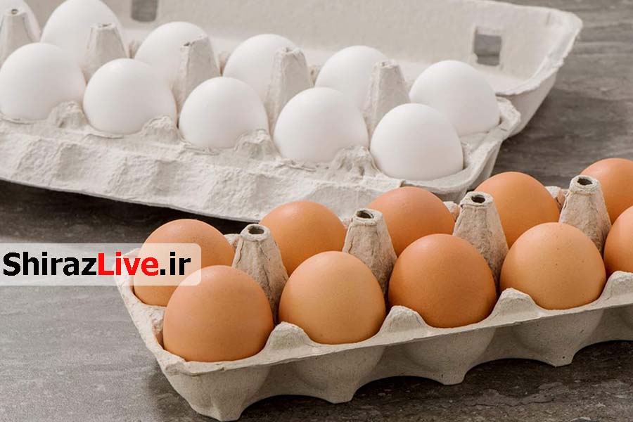 تخم مرغ ارزان می شود